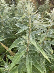 Artemisia suksdorfii