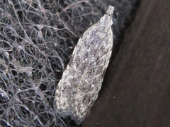 Tornodoxa paraleptopalta