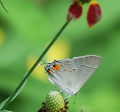 Strymon melinus