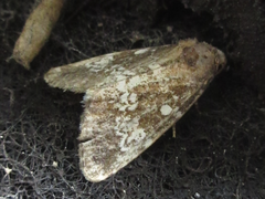 Dysmilichia gemella