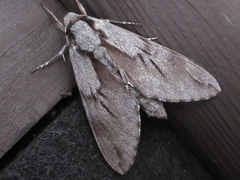 Sphinx morio arestus