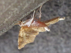 Aventiola pusilla