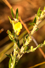 Aotus lanigera