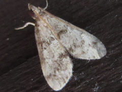 Dolicharthria bruguieralis