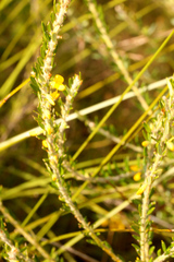 Aotus lanigera