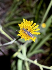 Chauliognathus opacus