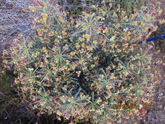 Euphorbia loricata