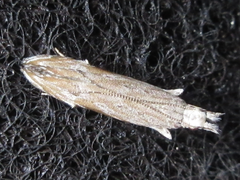 Hypatima excellentella