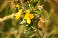 Aotus lanigera