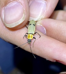Chauliognathus misellus