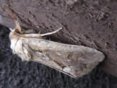 Spodoptera depravata