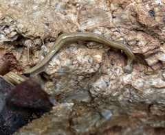 Diversibipalium multilineatum