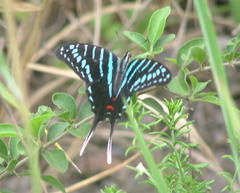 Graphium colonna