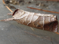 Clostera anastomosis