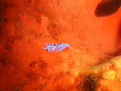 Phyllodesmium horridum