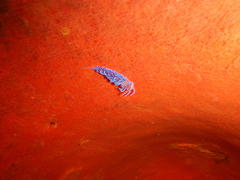 Phyllodesmium horridum