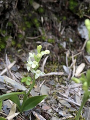Platanthera brevicalcarata