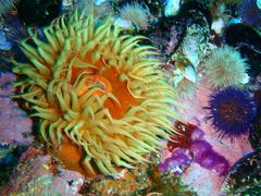 Pseudactinia flagellifera