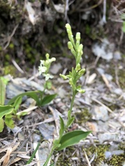 Platanthera brevicalcarata