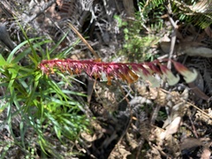 Dracophyllum secundum