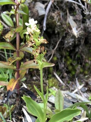 Platanthera brevicalcarata
