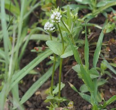 Plectritis ciliosa