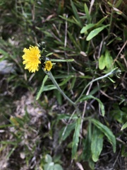 Hieracium morii