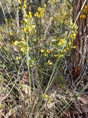 Sphaerolobium alatum