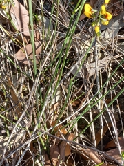 Sphaerolobium alatum