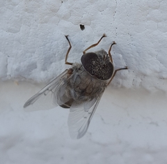 Copestylum isabellina