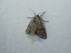 Lithomoia germana