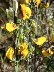 Sphaerolobium alatum