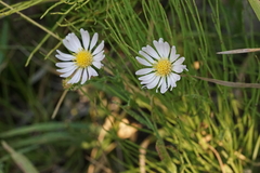 Symphyotrichum bracteolatum