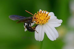 Scolia superciliaris