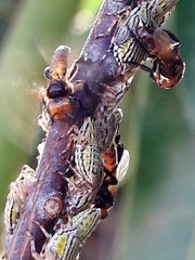 Oxytrigona