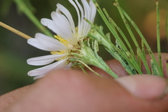 Symphyotrichum bracteolatum