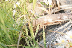 Symphyotrichum bracteolatum