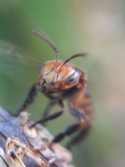 Oxytrigona