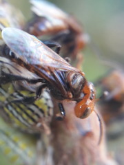 Oxytrigona