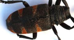 Pycnopsis brachyptera brachyptera