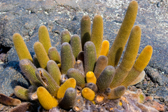 Brachycereus nesioticus