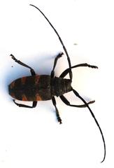 Pycnopsis brachyptera brachyptera