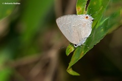 Strephonota tephraeus