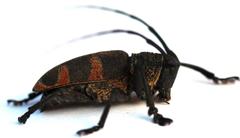 Pycnopsis brachyptera brachyptera