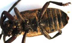 Pycnopsis brachyptera brachyptera