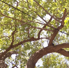 Sciurus granatensis