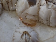 Multicrustacea