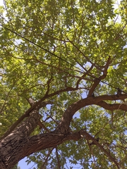 Sciurus granatensis