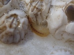Multicrustacea