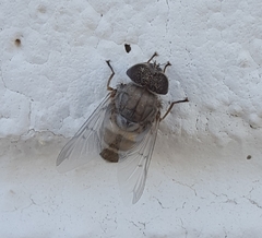 Copestylum isabellina